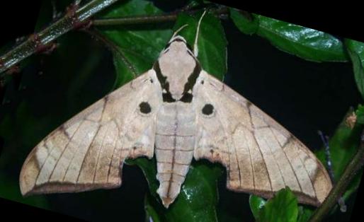 Ambulyx wildei