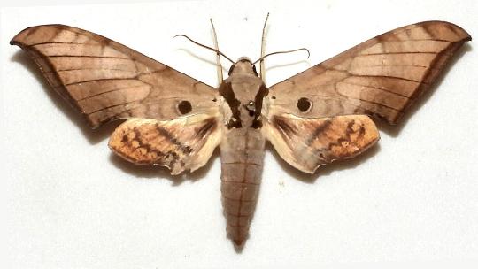 Ambulyx wildei