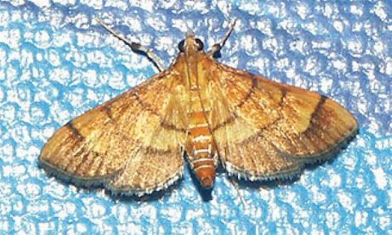 Orphanostigma abruptalis