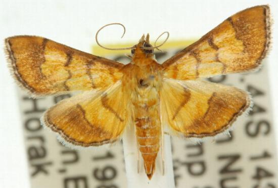 Orphanostigma abruptalis