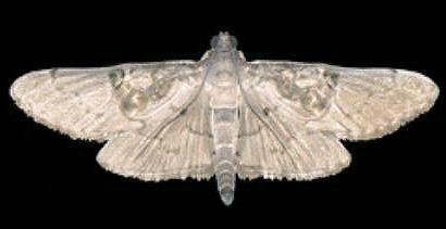 Epherema abyssalis