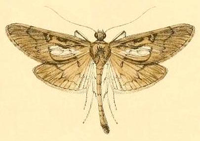 Epherema abyssalis