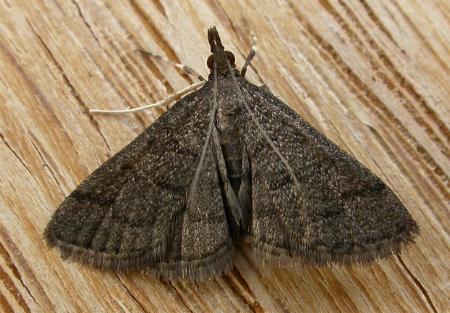 Metasia achroa