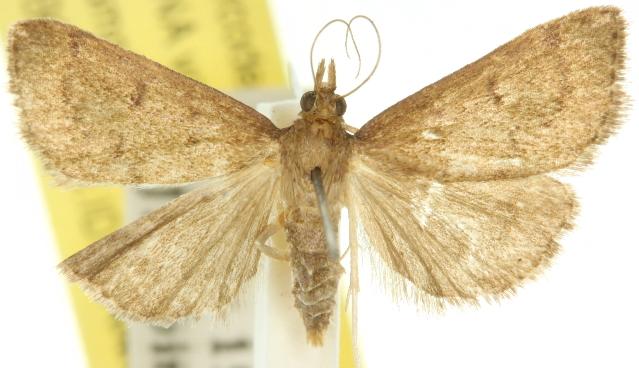 Metasia achroa