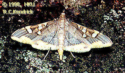 Prophantis adusta