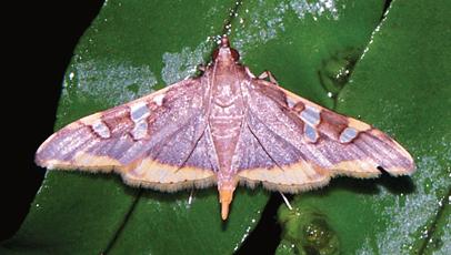 Prophantis adusta