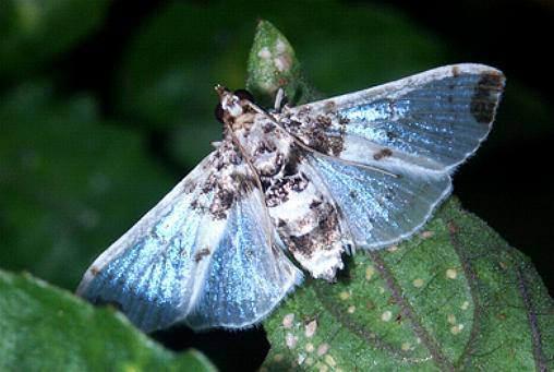 Analyta albicillalis