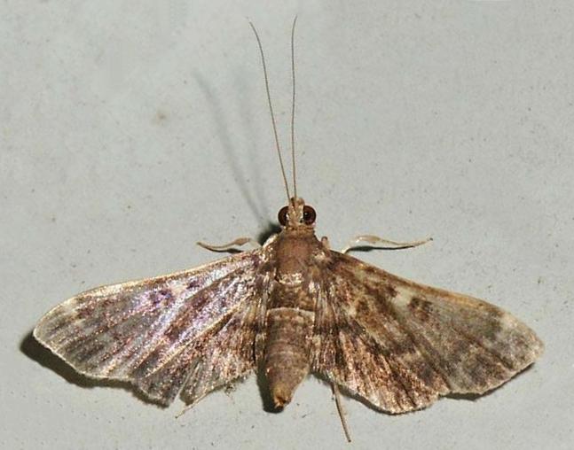Piletocera albimixtalis