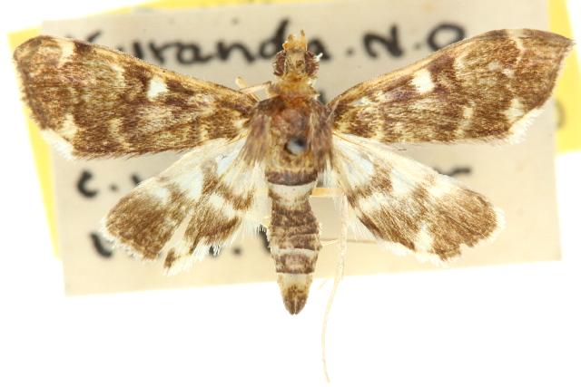 Piletocera albimixtalis