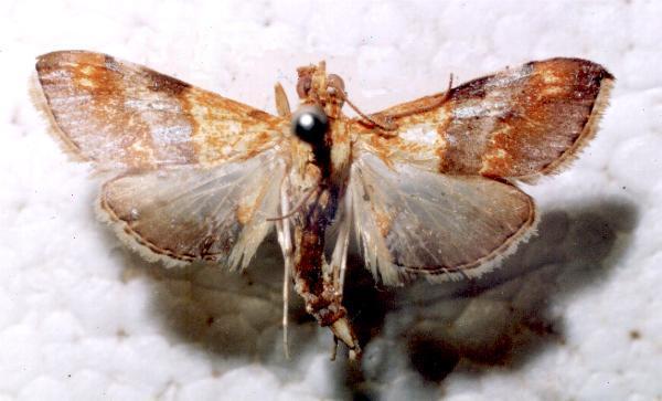 Tetracona amathealis