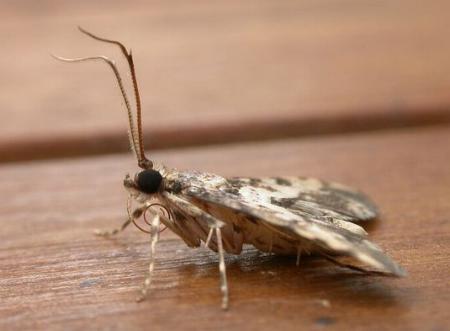 Nacoleia amphicedalis