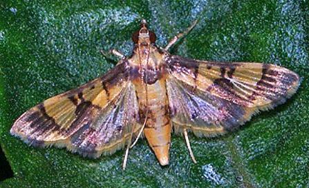 Orphanostigma angustale