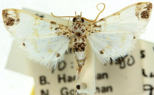 Analyta apicalis