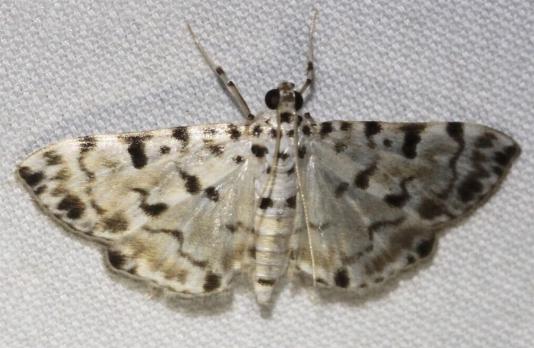Pycnarmon aripanalis