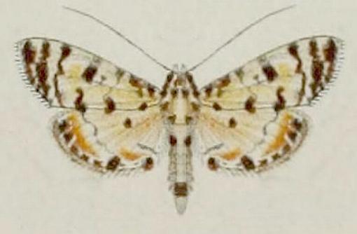 Pycnarmon aripanalis