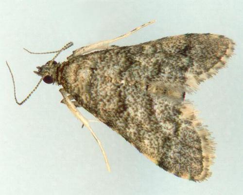 Metasia ateloxantha