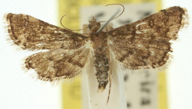 Metasia ateloxantha