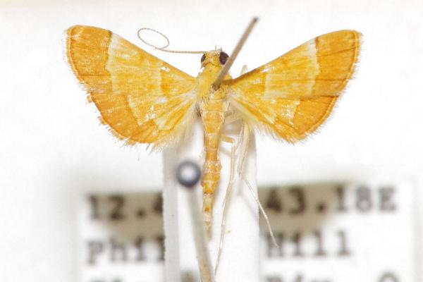 Cangetta aurantiaca