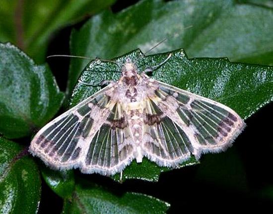 Didymostoma aurotinctalis