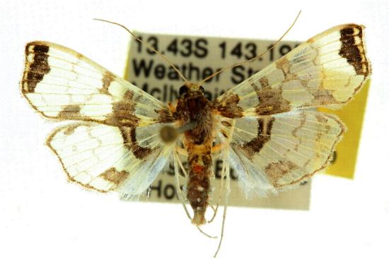 Didymostoma aurotinctalis