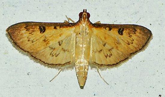 Tatobotys biannulalis