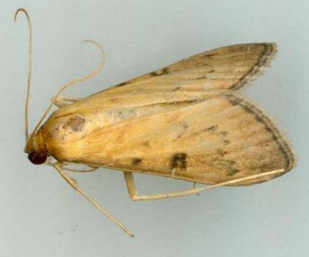 Tatobotys biannulalis