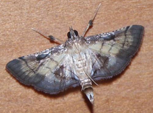 Cnaphalocrocis bilinealis