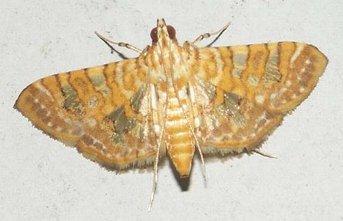 Glyphodes callipona