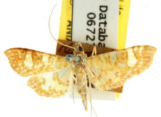 Glyphodes callipona