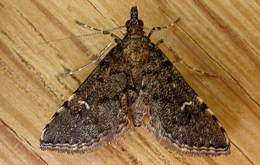 Metasia capnochroa