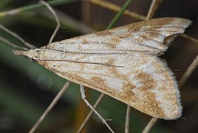 Sedenia cervalis