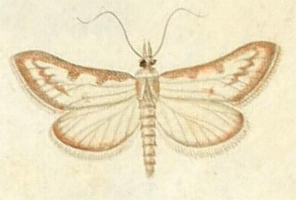 Sedenia cervalis