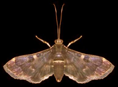 Piletocera chlorura