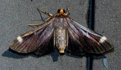 Omiodes chrysampyx