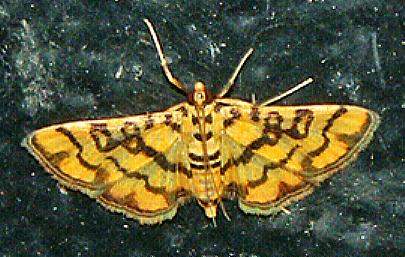 Glycythyma chrysorycta