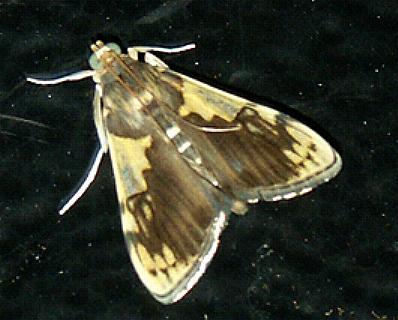 Rehimena cissophora