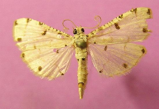 Pycnarmon cribrata