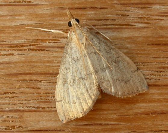 Metasia dicealis