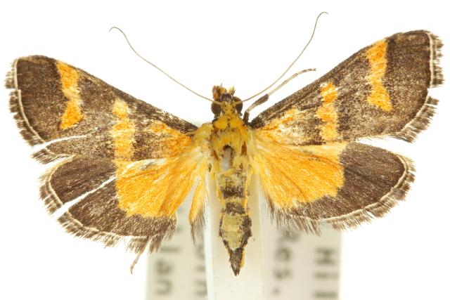 Metallarcha diplochrysa