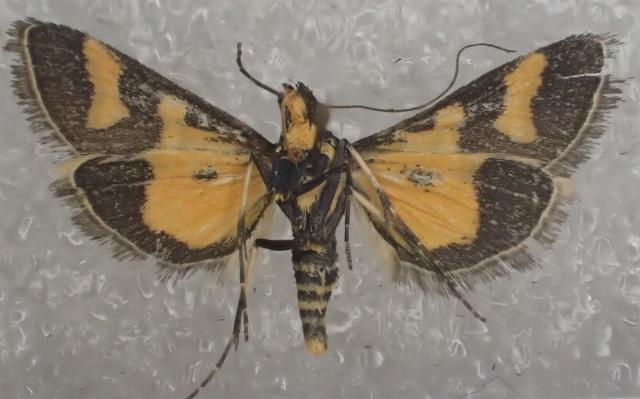 Metallarcha diplochrysa