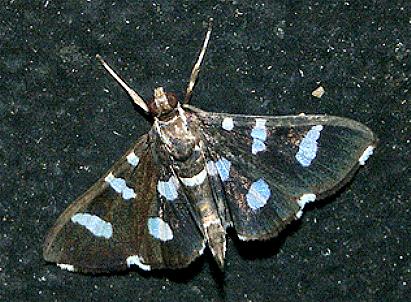 Desmia discrepans