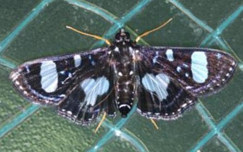 Glyphodes doleschalii