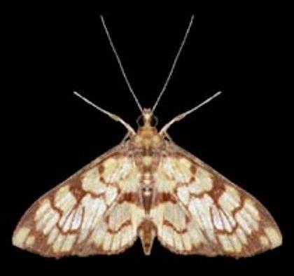 Chalcidoptera emissalis