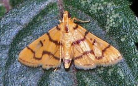 Dichocrocis erixantha