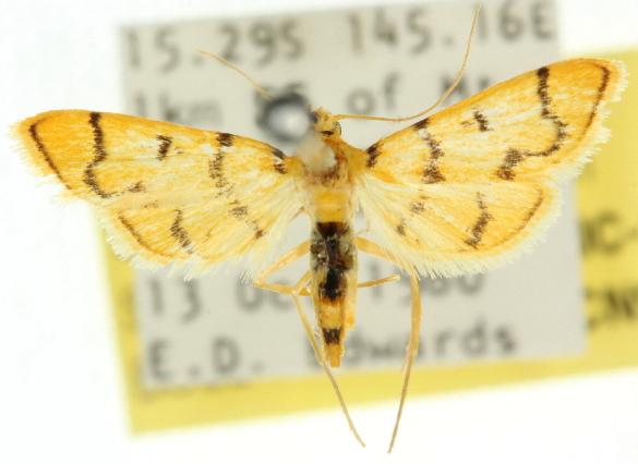 Dichocrocis erixantha