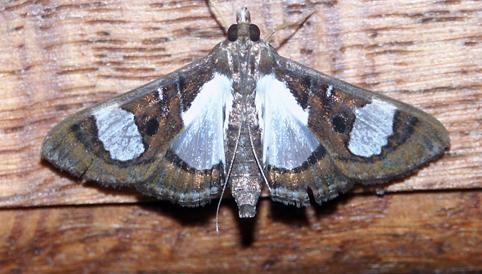 Glyphodes eurygania