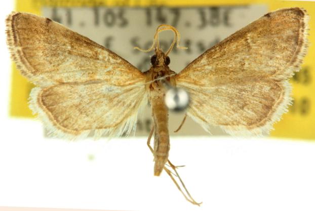 Metasia familiaris