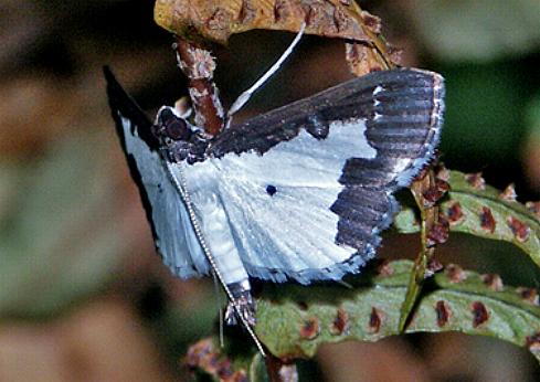 Caprinia felderi