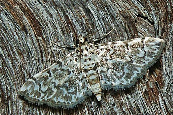 Metoeca foedalis