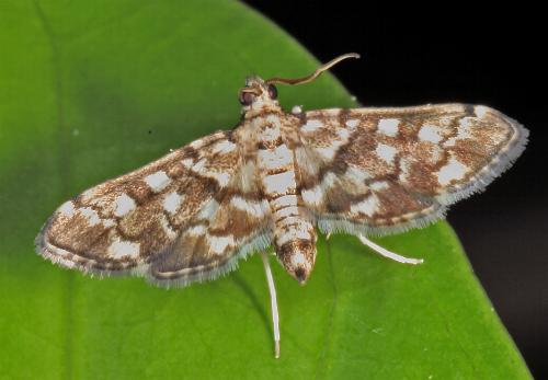 Nacoleia glageropa